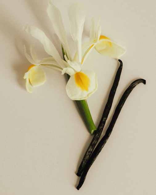 Discover Now: Best Clean Phthalate-Free Perfume Brands